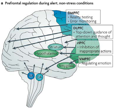 En situation de non-stress, le cortex préfrontal gère et régule les alertes