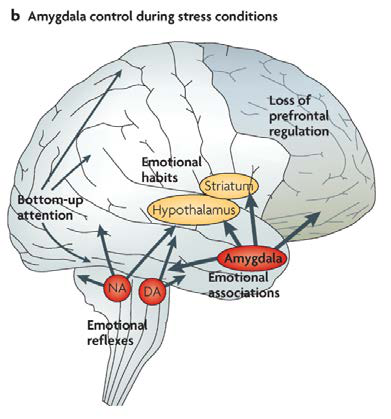 En situation de stress, l’amygdale et les émotions prennent le contrôle
